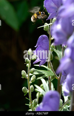 Eine Biene schwebt in der Nähe einer Eisenhut Eisenhut Aconitum Blume Stockfoto