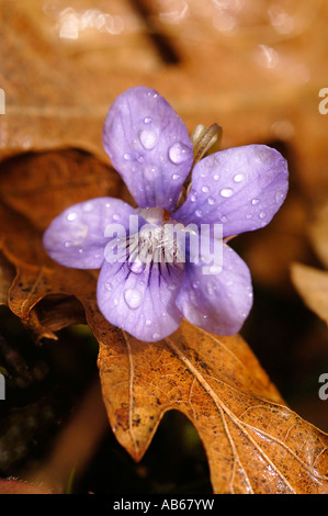 Wild Violet im Regen unter spanische Eiche Blätter Stockfoto