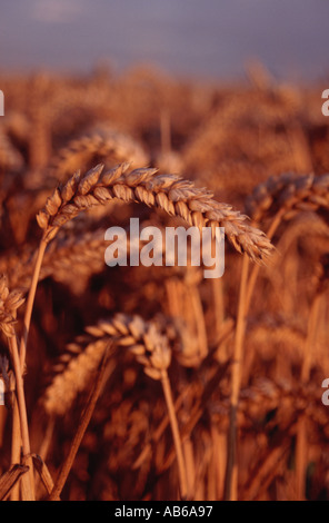 Reife Ähren in einem Feld; Close Up Stockfoto