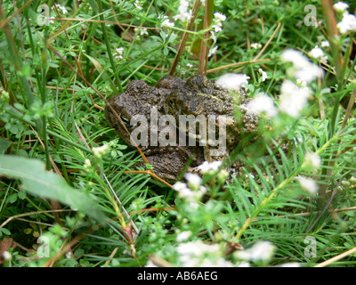 Natterjack Kröten Epidalea Calamita früher Bufo Calamita in Amplexus vor der Paarung UK Stockfoto