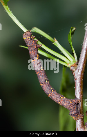 Brindel Schönheit (Lycia Hirtaria) Larven ernähren sich von Weißdorn Potton bedfordshire Stockfoto