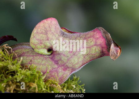 Schlauchpflanze Sarracenia Purpurea Detailansicht mit schönen Fokus Hintergrund Potton bedfordshire Stockfoto