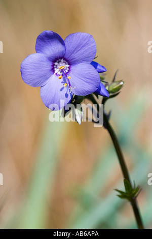 Polemonium Caeruleum Blume im Garten Potton Bedfordshire Stockfoto