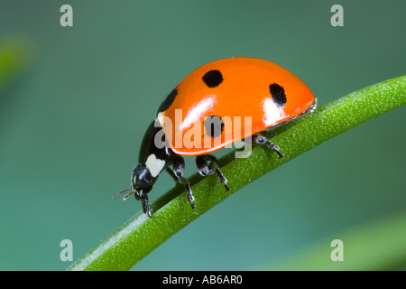 7 Punkt Marienkäfer Coccinella 7 Trommler auf Blatt mit schönen entschärfen Hintergrund Potton bedfordshire Stockfoto