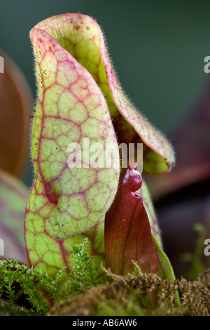 Schlauchpflanze Sarracenia Purpurea Detail Ansicht Potton bedfordshire Stockfoto