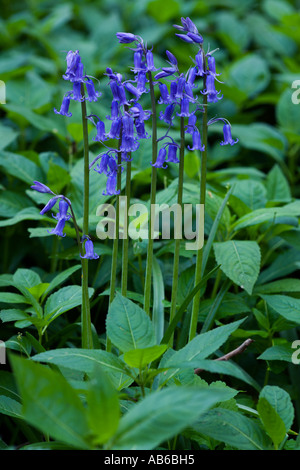 Bluebell Hyacinthoides non Scripta auch bekannt als Wild Hyazinthe nette Gruppe wächst in Waresley Holz cambridgeshire Stockfoto
