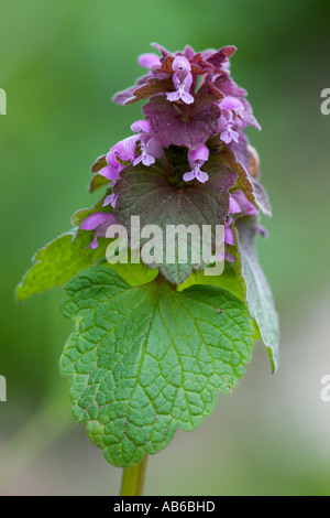 Red Dead Nessel Lamium Purpureum in Garten Potton Bedfordshire mit schönen Out-of-Fokus-Hintergrund Stockfoto