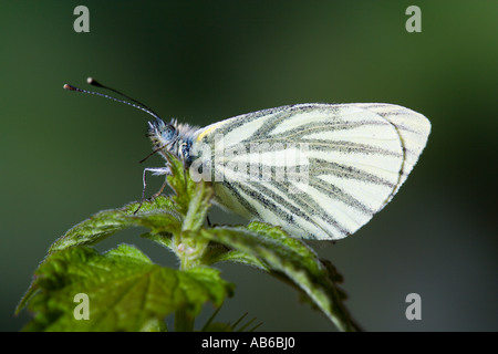 Grüne geäderten weiss Pieris Napi auf Brennnessel mit schönen entschärfen Hintergrund Potton bedfordshire Stockfoto