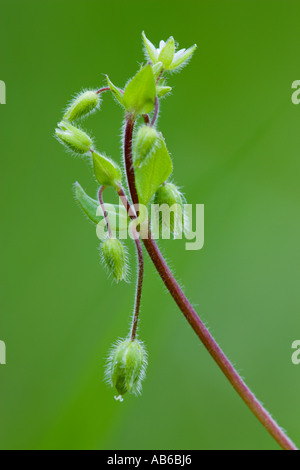 Gemeinsamen Vogelmiere Stellaria Media Detail mit schönen erschossen entschärfen Hintergrund Potton bedfordshire Stockfoto