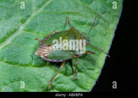 Green Shield Bug Palomena Prasina auf Blatt Potton bedfordshire Stockfoto