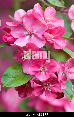 Apple Blossom Blumen Nahaufnahme zeigt Textur auf Blütenblätter Potton bedfordshire Stockfoto