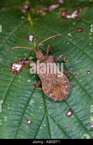 Dock Bug Coreus Marginatus auf Blatt zeigen Markierungen Potton bedfordshire Stockfoto