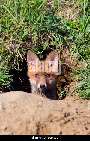 Rotfuchs Vulpes Vulpes Cub aus Erde auf sonnigen Tag Potton bedfordshire Stockfoto