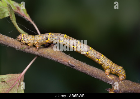 Brindel Schönheit Lycia Hirtaria Larven ernähren sich von Weißdorn Potton bedfordshire Stockfoto