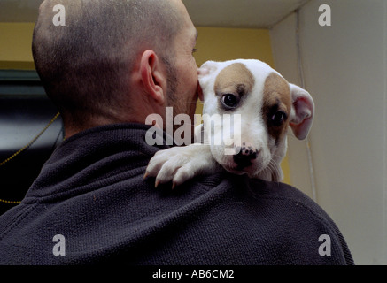 Mann hält seinen Staffordshire Terrier Welpen über seine Schulter. Stockfoto