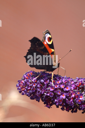 Tagpfauenauge auf eine lila Buddleja Blüten Loganiaceae in einem Garten Cheshire England Vereinigtes Königreich UK Stockfoto