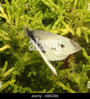 Kleiner weißer Schmetterling ruht bei Sonnenschein in einem Garten Cheshire England Vereinigtes Königreich UK Stockfoto