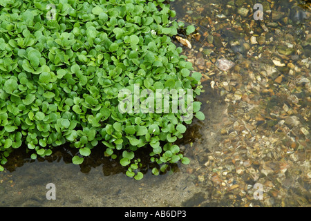 Brunnenkresse wächst auf Schotter mit Wasser aus einer Quelle in der Nähe von Alresford Hampshire südlichen England UK Stockfoto