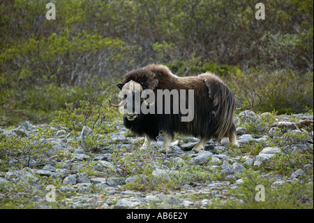 Moschusochsen im Dovrefjell Nationalpark, Norwegen Stockfoto