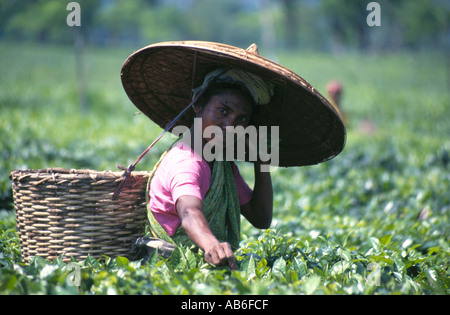 Die Tee-Auswahl Stockfoto