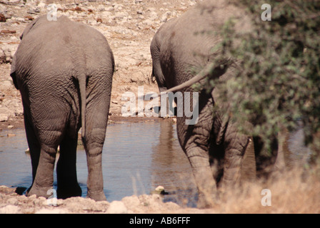Rückansicht der beiden afrikanischen Elefanten bei der Etosha Pan-Namibia Stockfoto