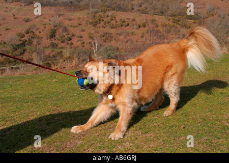 Ingwer-Hund zerrte Ball an gedehnten Gummiband. Stockfoto