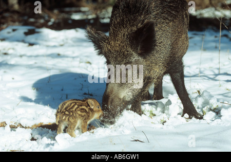 Wildschwein Schwein wild säen mit Shoat im Schnee Sus scrofa Stockfoto