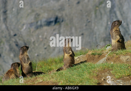 Alpine Murmeltiere auf Wiese Marmota marmota Stockfoto