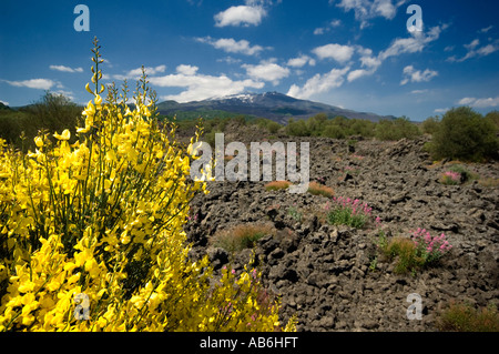 Ginestra dell'etna Stockfoto