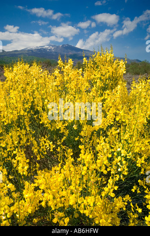 Ginestra dell'etna Stockfoto