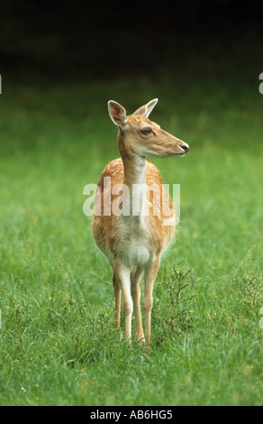 weibliche Damwild stehen auf Meadown Cervus Dama Dama dama Stockfoto