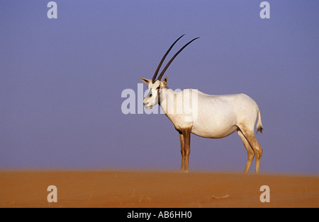 Arabische Oryx (Oryx Leucoryx) stehen im sand Stockfoto