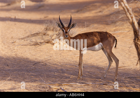 Arabian Mountain Gazelle (Gazella Gazella cora) steht in der Wüste Stockfoto