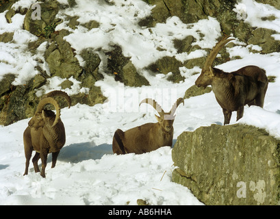 drei alpinen Steinböcke im Schnee Capra ibex Stockfoto