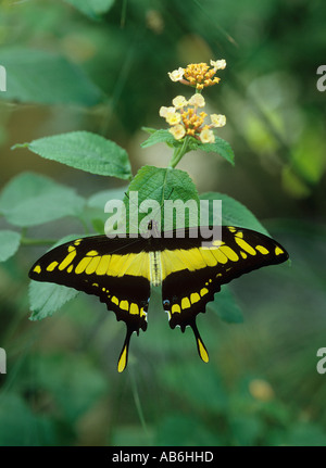 Thoas Schwalbenschwanz Papilio thoas Stockfoto