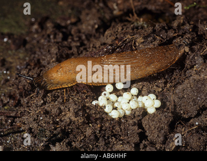 große rote Schnecke mit Eiern Arion rufus Stockfoto