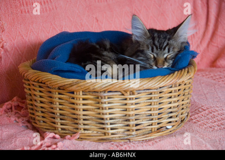 Sibirische Kätzchen schlafen im kleinen Korb Stockfoto