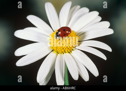 Marienkäfer auf Marguerite / Coccinellidae Stockfoto