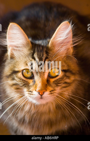 Sibirische Waldkatze Stockfoto