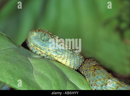 Schlange Variable Bush Viper Atheris squamigera Stockfoto