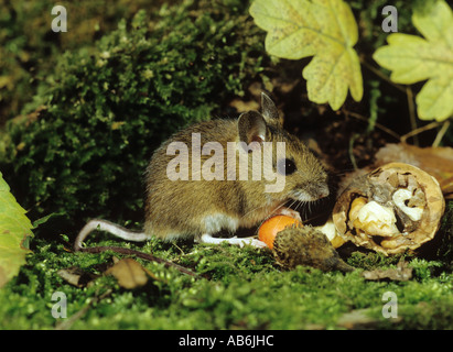 lange tailed Feldmaus mit Berry Apodemus sylvaticus Stockfoto