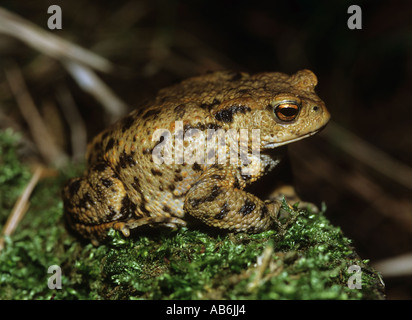 gemeinsamen Kröte sitzen auf Moos Bufo bufo Stockfoto