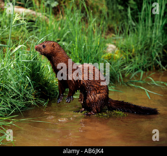 Amerikanischer Nerz stehend im Wasser Mustela vison Stockfoto