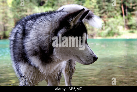 Husky Hund stehend in einem See in einer natürlichen Umgebung auf der Suche wie ein wolf Stockfoto