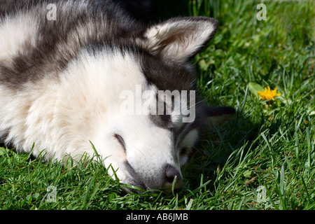 Entspannen im grünen Rasen mit einer gelben Blume in der Nähe Husky Hund Stockfoto