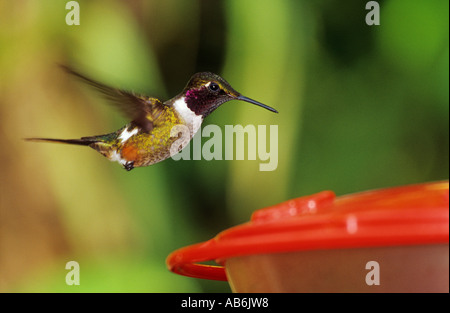 Amethyst Woodstar (Calliphlox Amethystina) auf der Flucht vor der Bird feeder Stockfoto