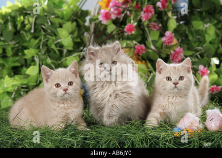Hauskatze. Ein persisches Kätzchen und zwei junge britische Kurzhaarkatzen in einem Garten neben Ostereiern Stockfoto