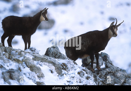 zwei Gemsen - im Schnee / Rupicapra Rupicapra Stockfoto