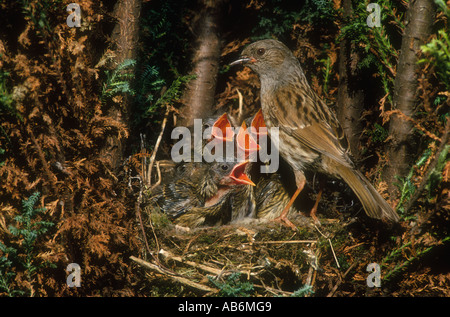 Heckenbraunelle (Hedge beobachtet) Prunella Modularis, Erwachsene am Nest mit Küken in Conifir, South Yokshire, England. Stockfoto