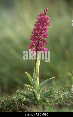 Frühe lila Orchidee Orchis Mascula, Pflanze in Blüte Pecos de Europa, Nord-Spanien. Foto des iberischen Form dieser Orchidee. Stockfoto